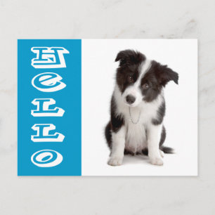 Hello Border Collie Puppy Dog Blue Postcard