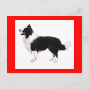 Hello Border Collie Puppy Dog Greeting Post Card