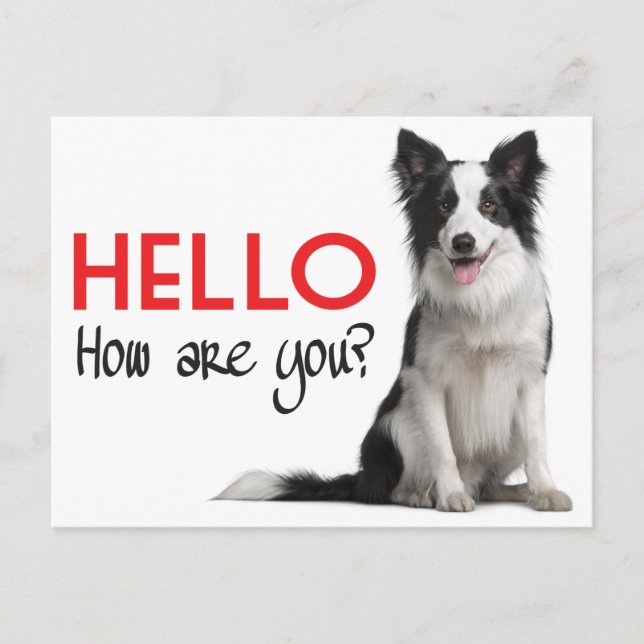 Hello Border Collie Puppy Dog Post Card (Front)