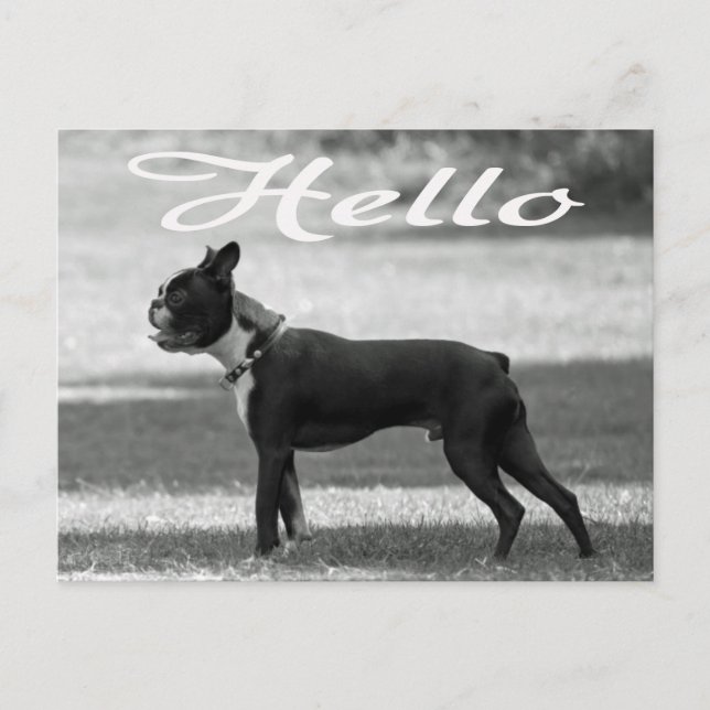 Hello Boston Terrier Puppy Dog Greeting Post Card (Front)