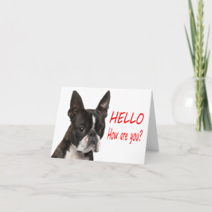 Hello Boston Terrier Puppy Dog Notecard