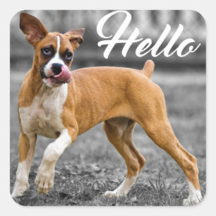 Hello Boxer Puppy Dog Greeting Square Sticker