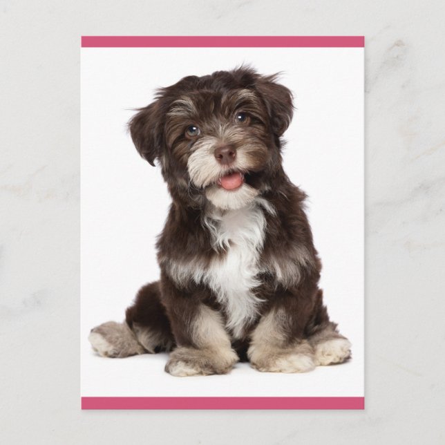 Hello Brown and White Havanese Puppy Dog Postcard (Front)