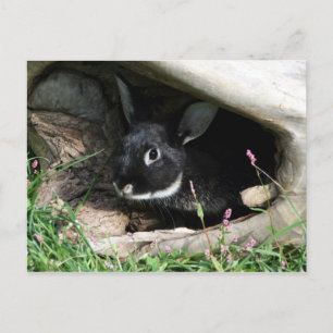 Hello bunny postcard