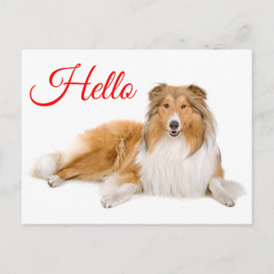 Hello Collie Puppy Dog Lassie Thinking of You Postcard