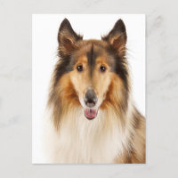 Hello Collie Puppy Dog Post Card