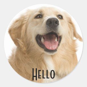 Hello Cute Golden Retriever Puppy Dog Stickers