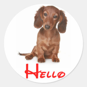 Hello Dachshund Puppy Dog Sticker / Label