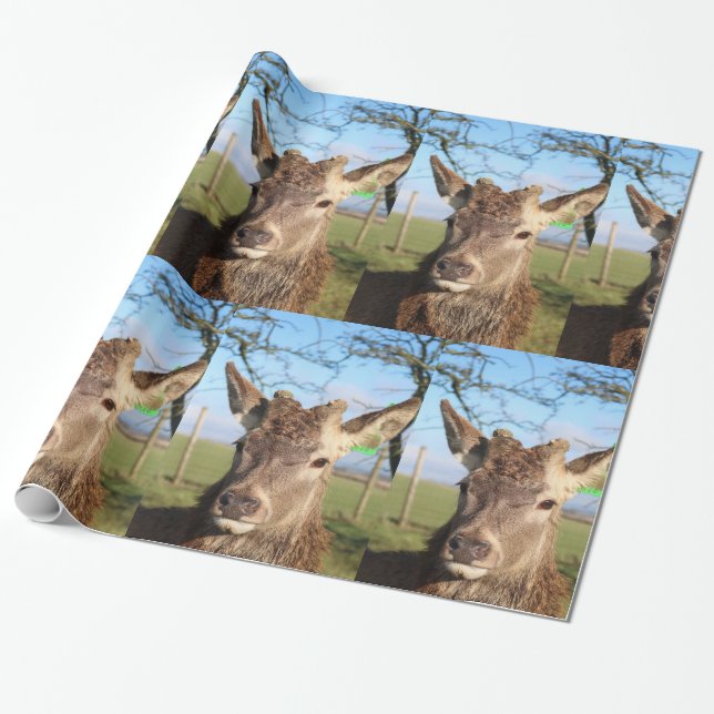 Hello Deer Wrapping Paper (Unrolled)