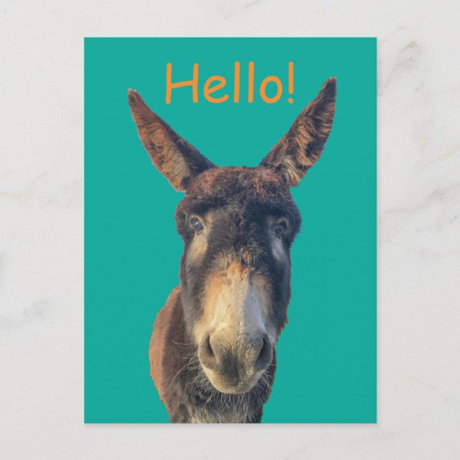 Hello Donkey Farm Animal Postcard (Front)