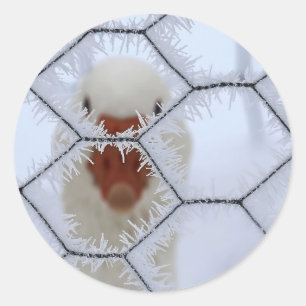 Hello! Duck behind frosted fence Classic Round Sticker