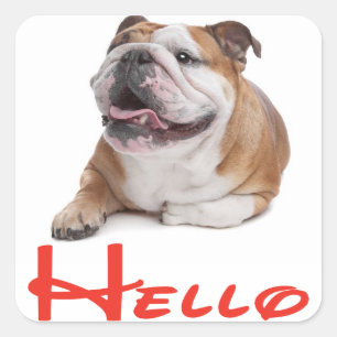 Hello English Bulldog Puppy Dog Sticker / Label