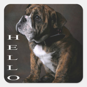 Hello English Bulldog Puppy Dog Sticker / Label