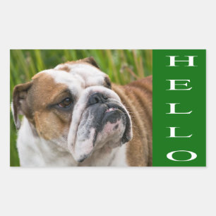Hello English Bulldog Puppy Dog Sticker / Seal