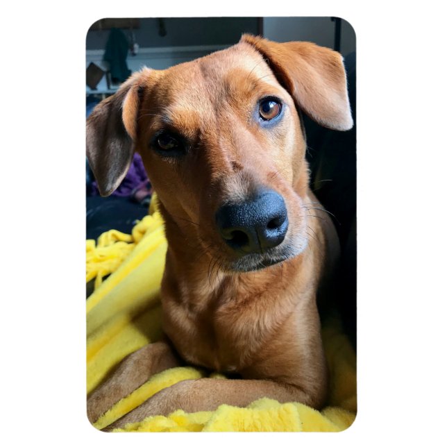 Hello Everybody Magnet (Vertical)