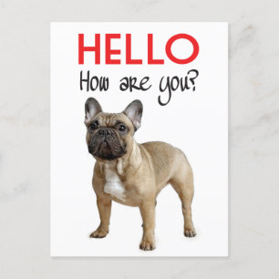 Hello French Bulldog Puppy Dog Post Card