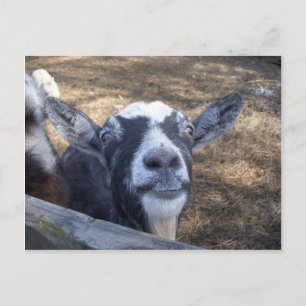 Hello Friendly Goat Postcard
