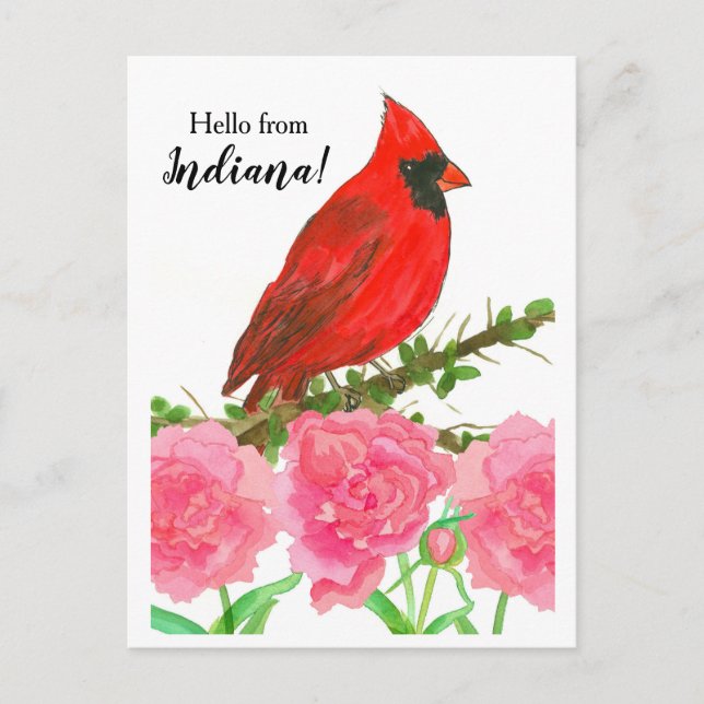 Hello from Indiana Red Male Cardinal Bird Postcard (Front)