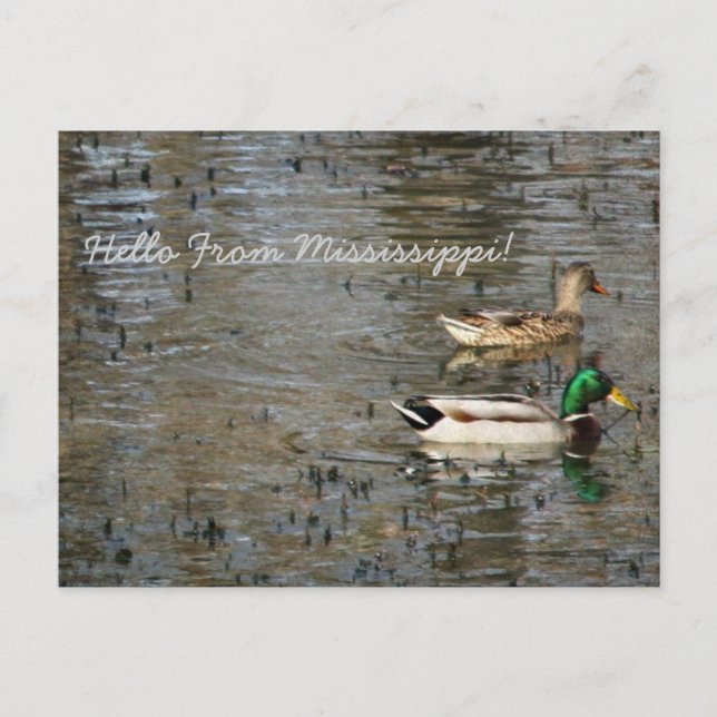 Hello From Mississippi! Postcard (Front)