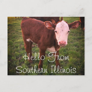 Hello From Southern Illinois Calf Postcard