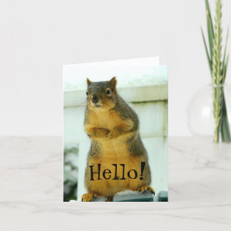 Hello from Squirrel Card