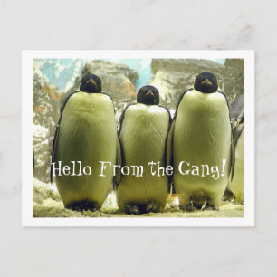 Hello From the Gang Postcard