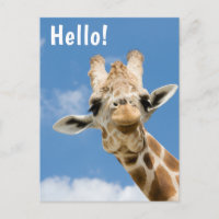 Hello | Funny Giraffe Animal