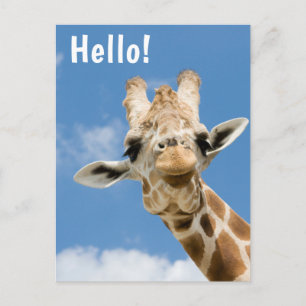 Hello Funny Giraffe Animal Postcard
