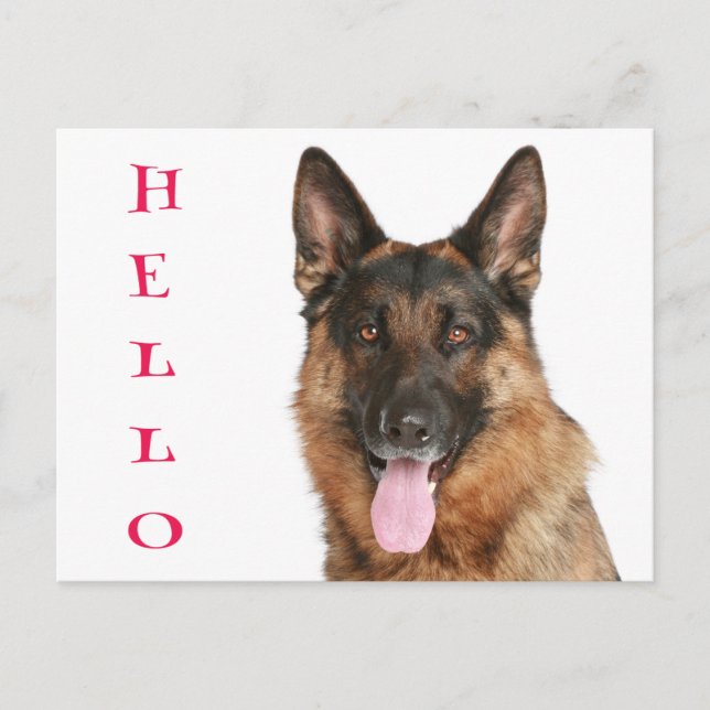 Hello German Shepherd Puppy Dog Blank Post Card (Front)