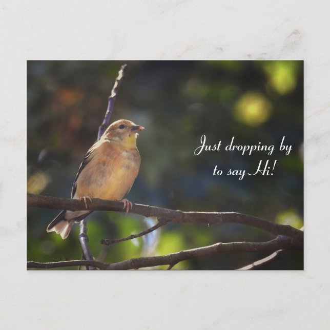 Hello, Hi, Bird-American Goldfinch Postcard (Front)