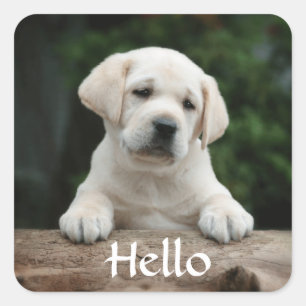 Hello / Hi  Labrador Retriever Puppy Dog Stickers