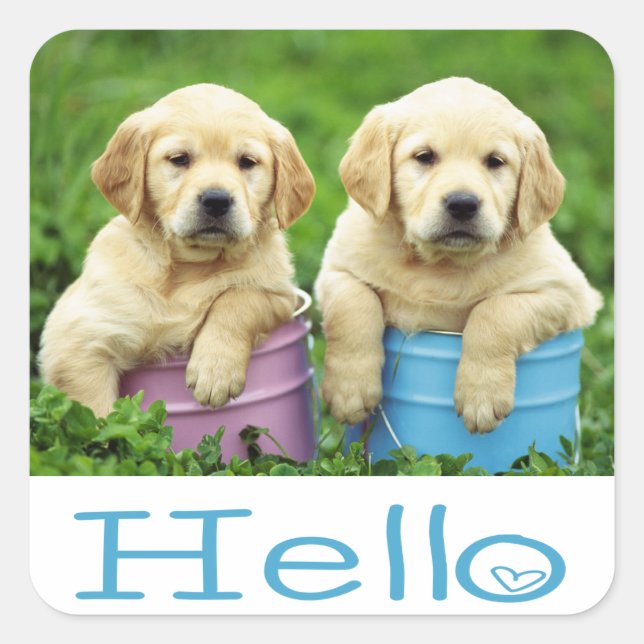 Hello / Hi  Labrador Retriever Puppy Dog Stickers (Front)