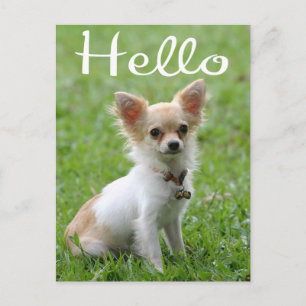 Hello Long Hair Chihuahua Puppy Dog Post Card