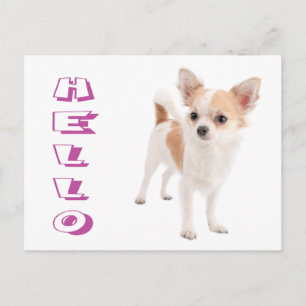 Hello Long Hair Chihuahua Puppy Dog Post Card