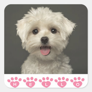 Hello Maltese Puppy Dog Stickers / Seals