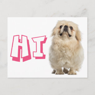 Hello Pekingese Puppy Dog Post Card