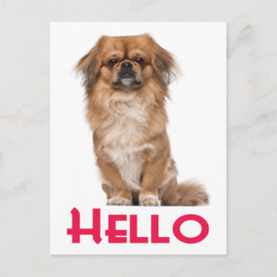 Hello Pekingese Puppy Dog Post Card