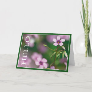 Hello - Pink Wood Sorrel Greeting Card