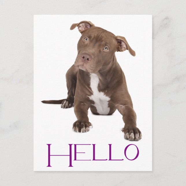 Hello Pit Bull Puppy Dog Blank Postcard (Front)