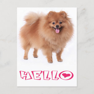Hello Pomeranian Puppy Dog Blank Post Card