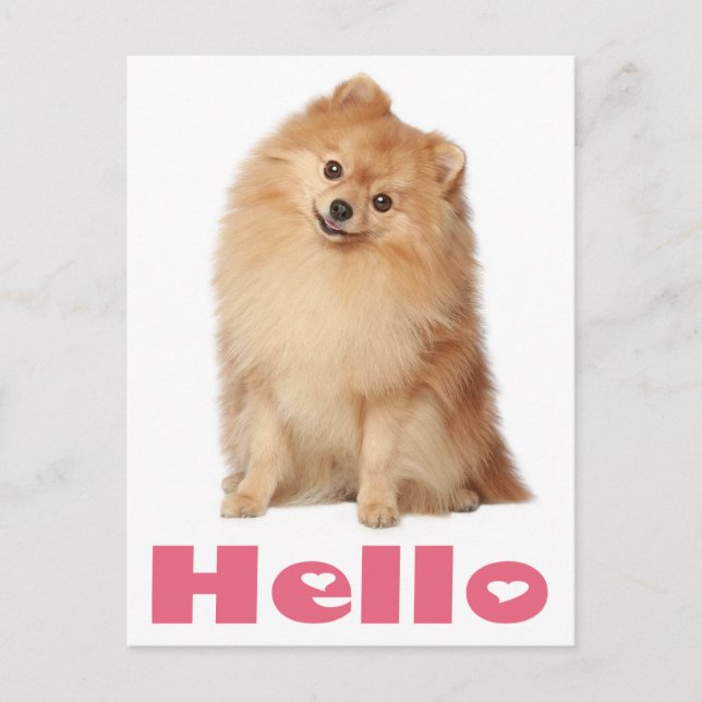 Hello Pomeranian Puppy Dog Blank Post Card (Front)