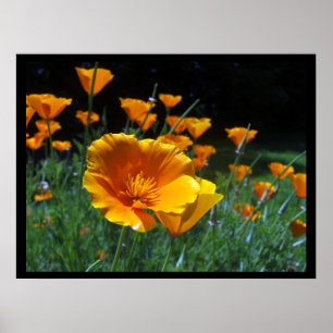 Hello Poppies Large Posters & Prints