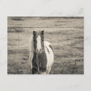 Hello Postcard