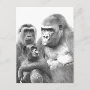 Hello_ Postcard