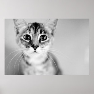 Hello Poster