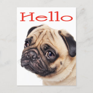 Hello Pug Puppy Dog Greeting Postcard