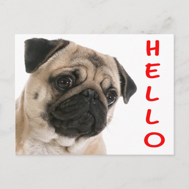 Hello Pug Puppy Dog Greeting Postcard (Front)