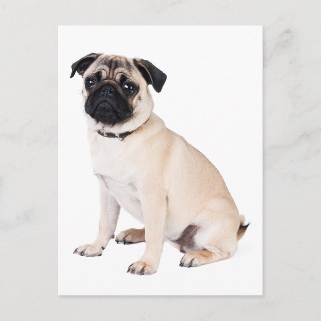 Hello Pug Puppy Dog Greeting Postcard (Front)