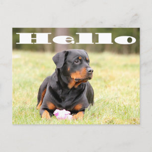 Hello Rottweiler Puppy Dog Greeting Postcard