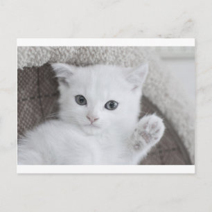 Hello! says this sweet and cute white baby Kitty Postcard